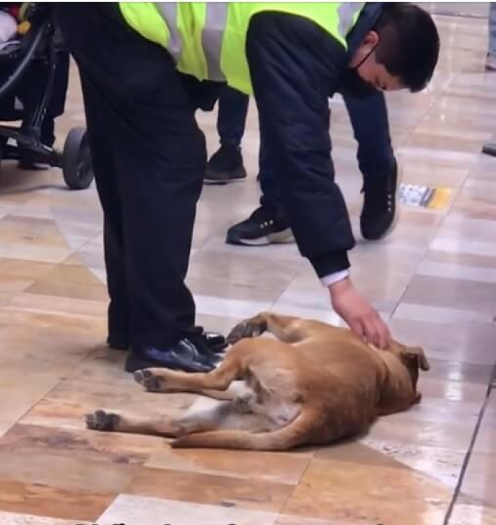 These two men were eager to escort him out of the mall peacefully and gently, but they were taken aback when the pup refused to leave and threw an adorably mischievous tantrum instead.