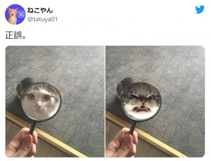11 Tweets That Purrfectly Show How Hilarious The Mischief Of Cats Is