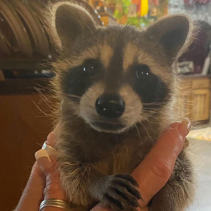 Jasper, still a baby raccoon, was found clinging on the edge of life