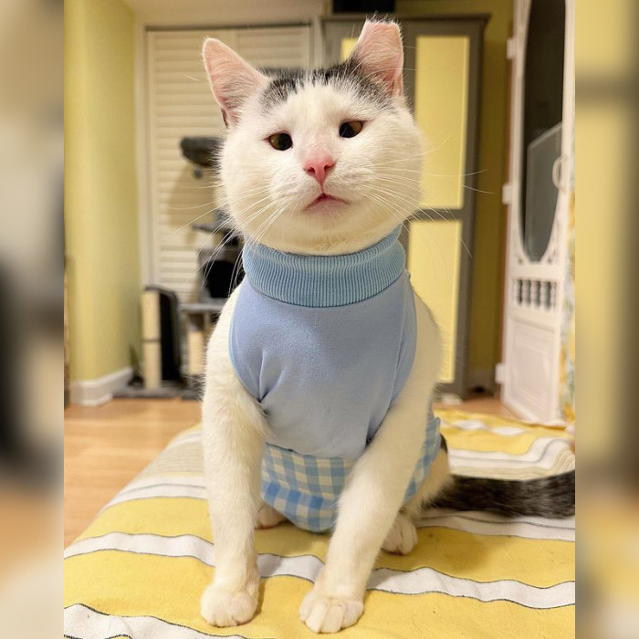 Jen and Ian dressed Possum in an irresistibly adorable onesie (a surgery recovery suit), to prevent him from scratching a lesion on his side caused by over-grooming.