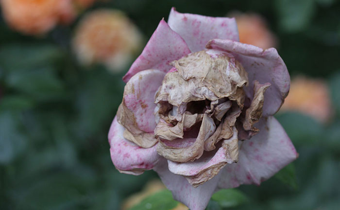 21. Flower skull
