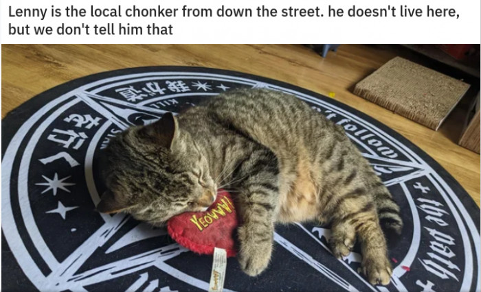 r/NotMyCat is a great place to find even more stories where local cats pop up and make themselves at home. Some of them never leave!