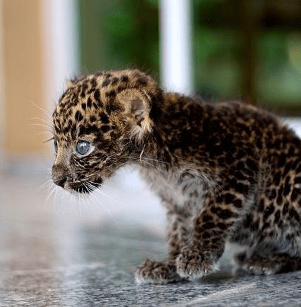 10. A Cute Baby Leopard Cub