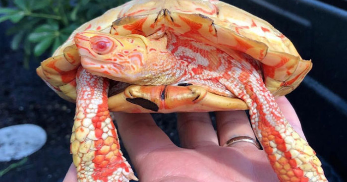 Albino turtles resemble tiny fire-breathing dragons or fantastical creatures from another universe