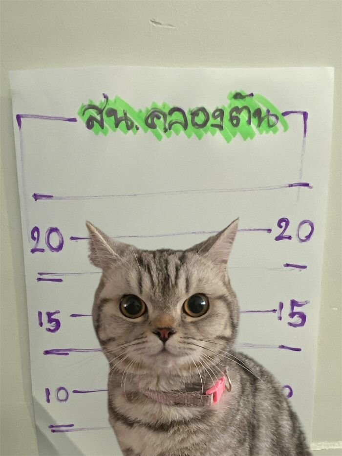 But before she could settle into her temporary home, the cat unleashed her inner diva, clawing and nipping at the very officers trying to help.