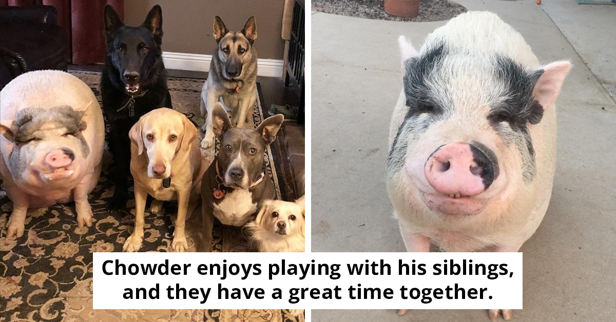 Adorable Pig Was Raised With Five Dogs And Believes He’s One Of Them