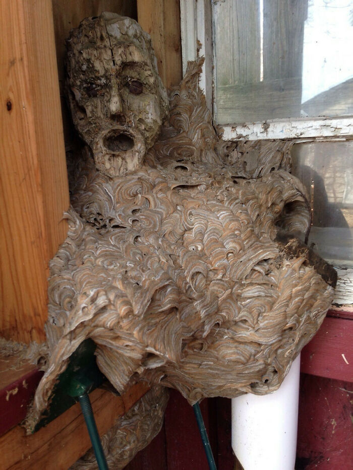 30. Hornets Nest That Formed Around The Face Of A Wooden Statue That Was Left In A Shed
