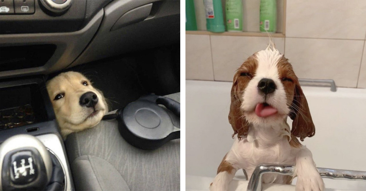 50 Adorable Pictures Revealing Why You Should Get A Dog Has Been Shared By A Group Online