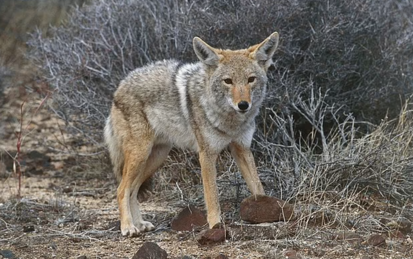 In Massachusetts, coyotes are considered rabies carriers, posing a risk of transmitting the disease to other animals or humans.