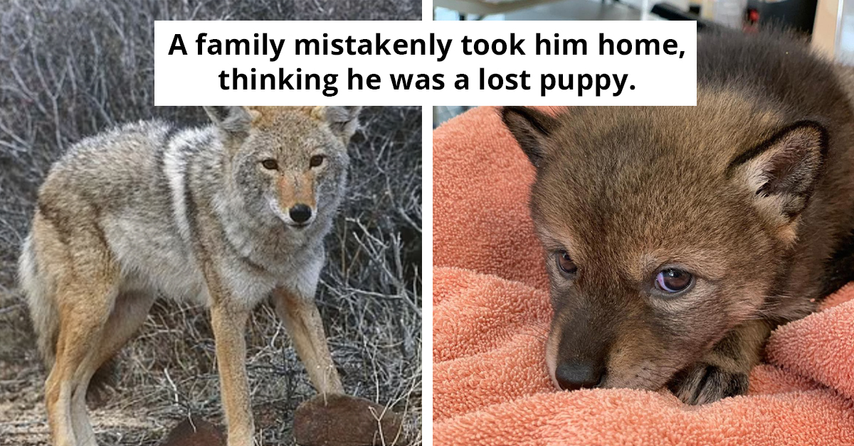 Massachusetts Family Rescues Stray Puppy, Discovers It's A Baby Coyote