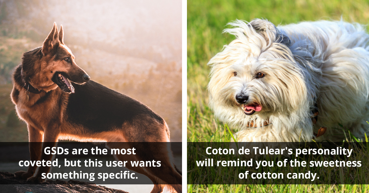 Canine Lovers Reveal Their Dream Purebred Dogs, And Some Responses Are Just Too Wholesome