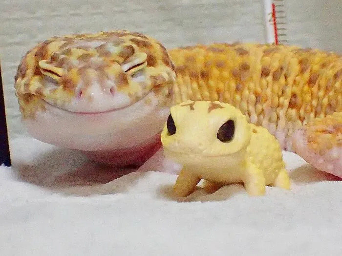You can just see how happy he looks here next to his toy gecko.