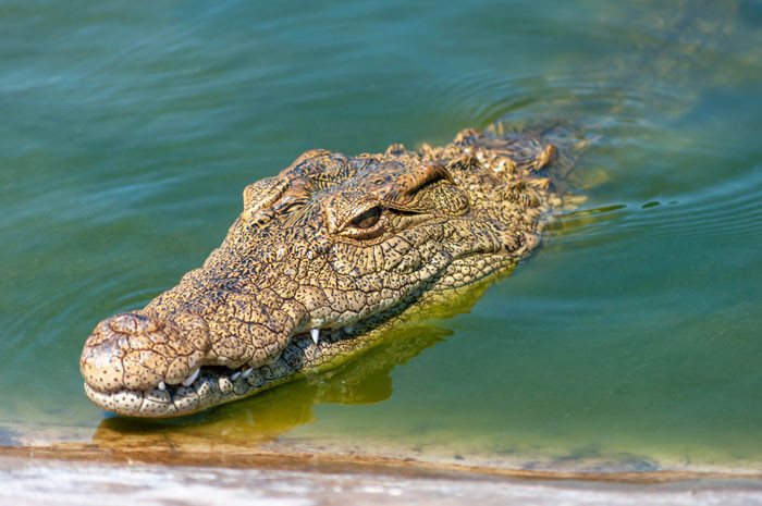 58. Alligators have frequently been spotted in Disney World.