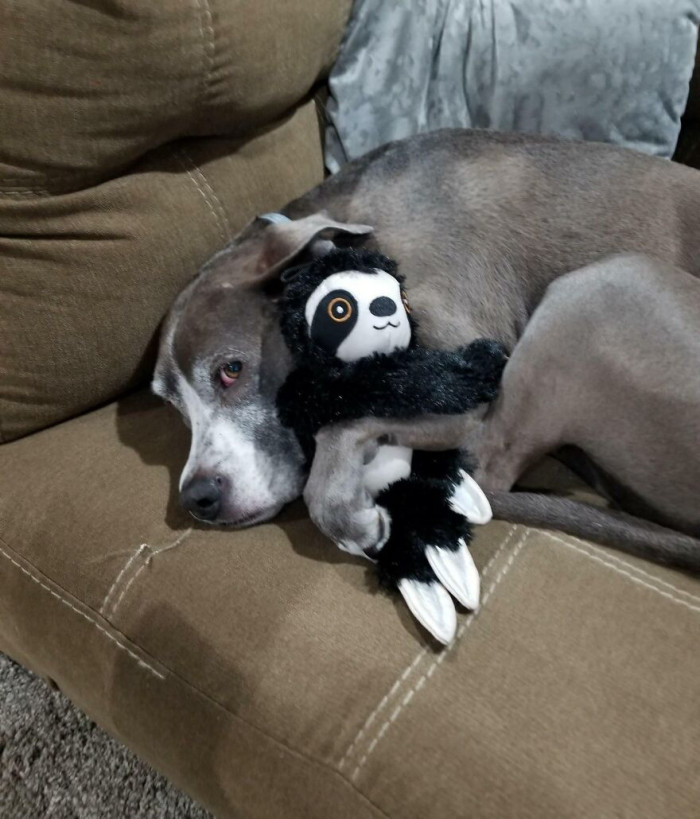 18. My Son Has Noticed How Old Our Dog Is Getting, So He Tries To Comfort Her With His Stuffed Toy Sloth, She Loves It