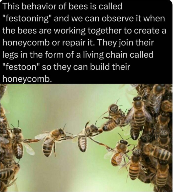 10. The behaviour of bees