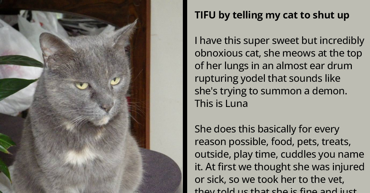 Noisy Cat Gets Told To Shut Up Plenty Of Times, But Instead Of Keeping Quiet She Ends Up Thinking 'Shut Up' Is Her Name