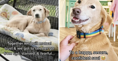 Woman Draws The Spotlight On The Value Of Taking In Rescue Dogs In A Delightful Doggo Thread