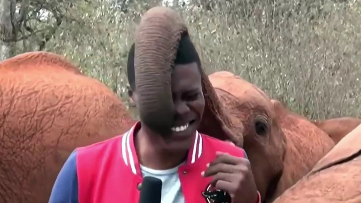The heartwarming moment between a reporter and an elephant.