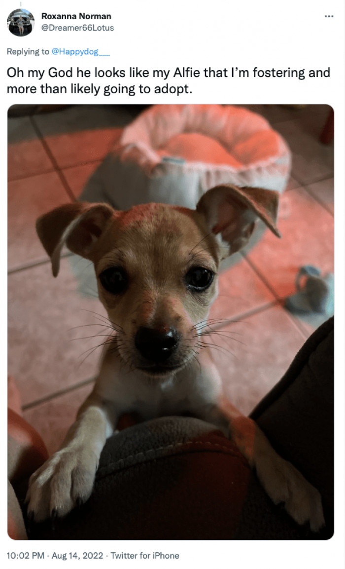 Beautiful Thread Of Thankful Dogs Shedding Joyous Tears After Being