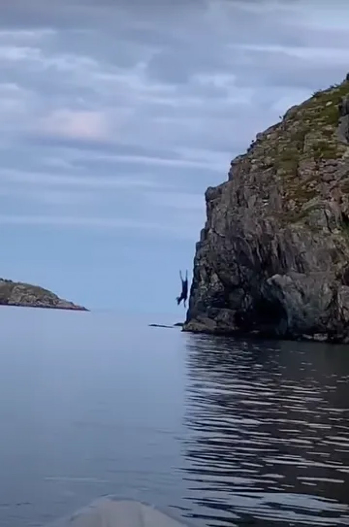 Odd video footage shows a fearless moose taking an impossible dive off a cliff in Newfoundland, Canada