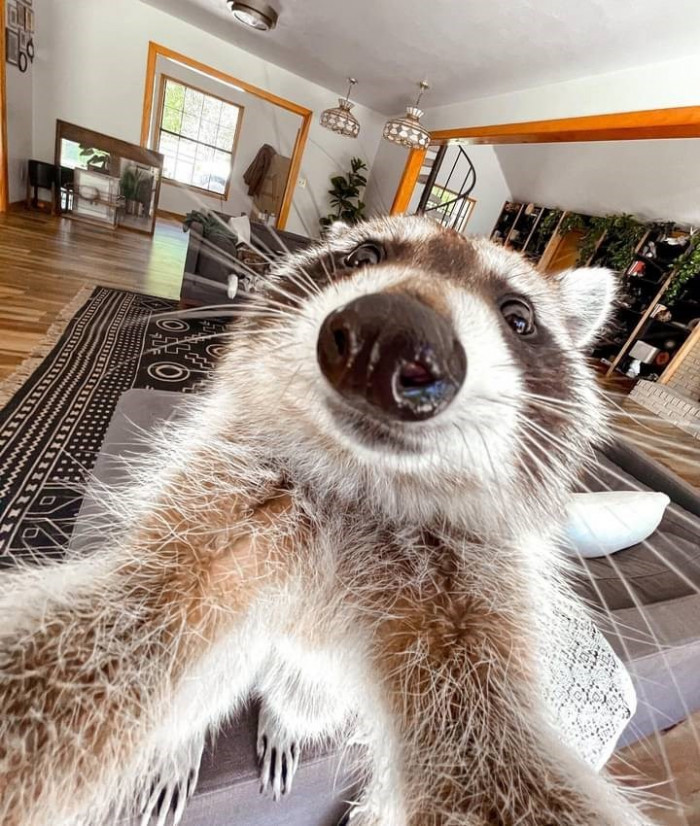 6. Who doesn't love a raccoon selfie?