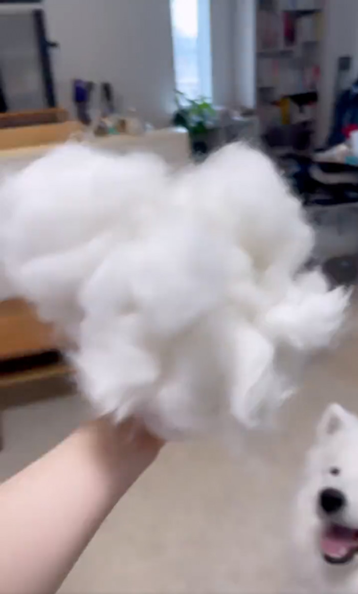 They collected Momonosuke's fur and showed it on the video.