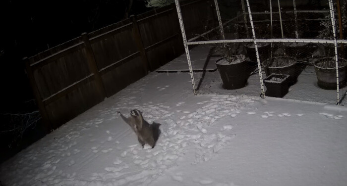 And this racoon loves snow