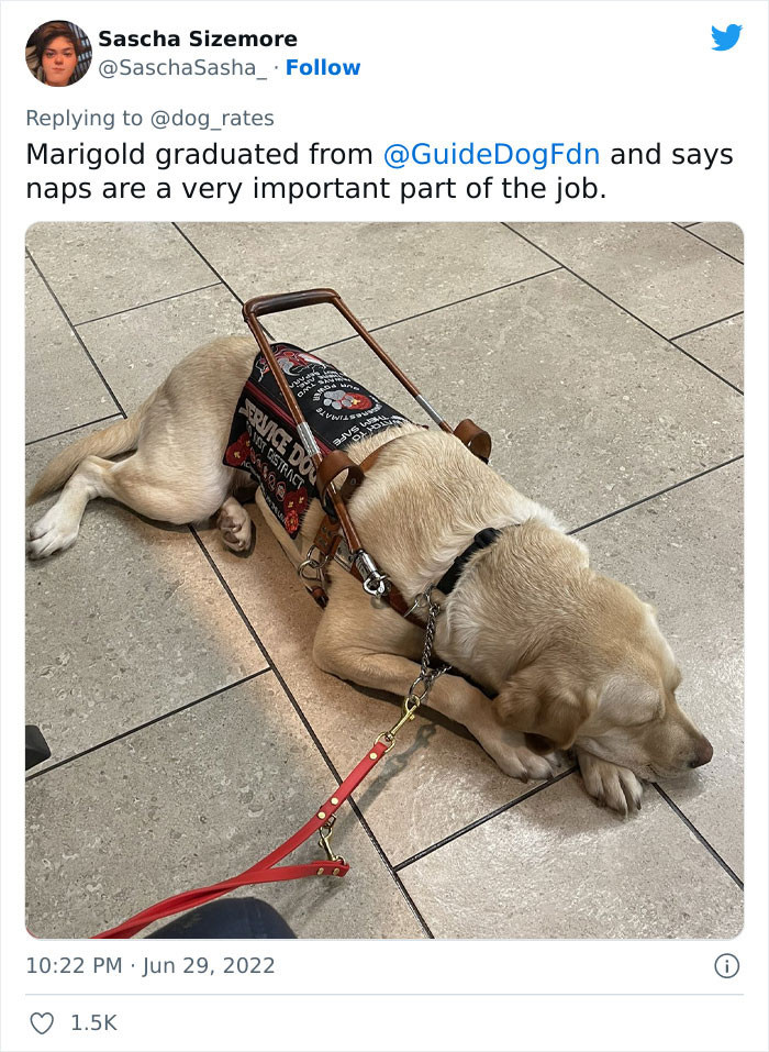 Many people also shared pictures of their own tired or excited puppies.