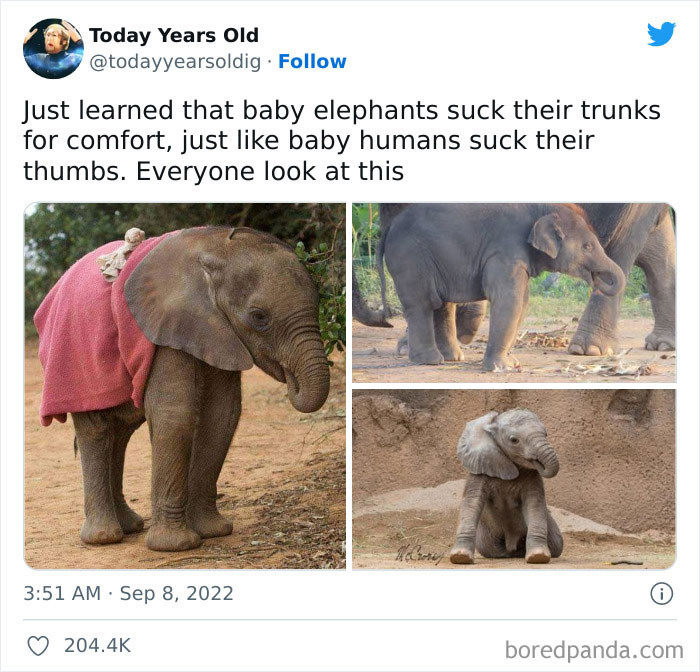 18. Baby elephants suck their trunks