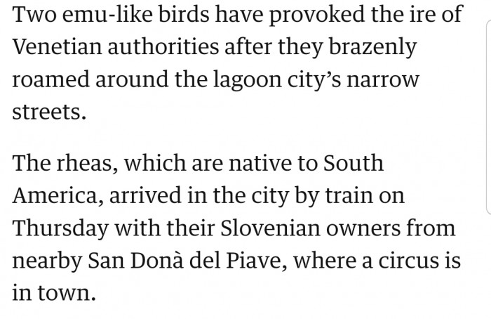 These emu-like birds decided to tour the city. But not everyone was comfortable with that