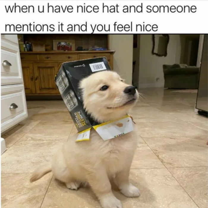 3. Pawsitive Hat Vibes