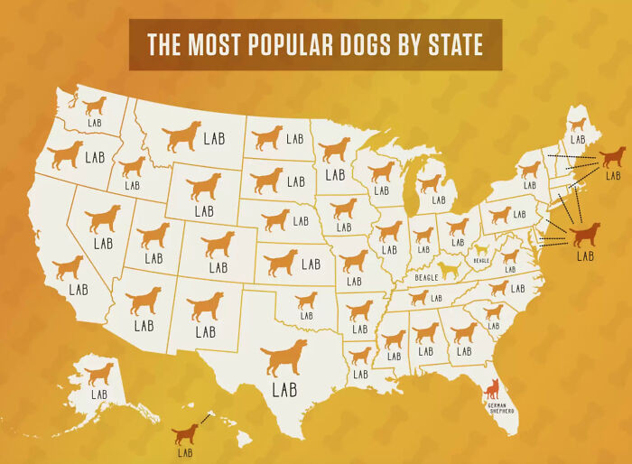 Most Popular Dog By Us State