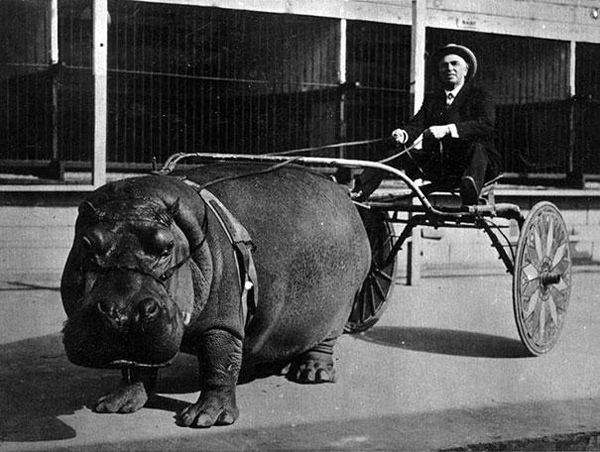 An large circus hippo pulling a cart in