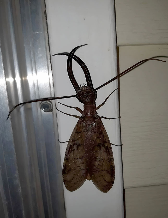 36. A colossal male dobsonfly.
