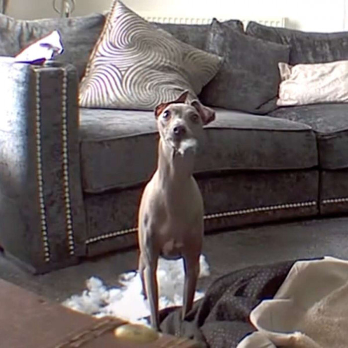 This is Arlo. He is an adorable Italian greyhound and usually isn’t destructive. However, he occasionally enjoys digging in his bed. Garry Mill, his dad, caught him with stuffing in his mouth. Arlo’s reaction was to freeze in place.