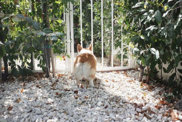 45. A floofy peach in its natural habitat: the garden