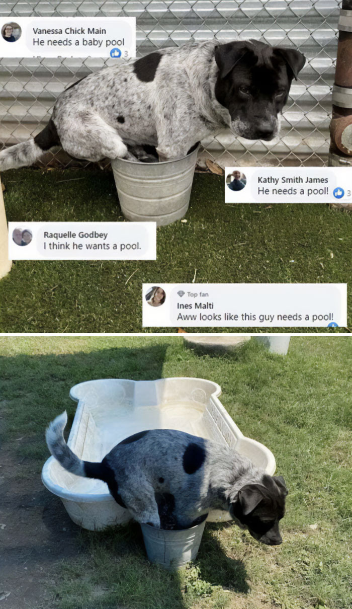 28. Getting into the pool was not in this dog's bucket list