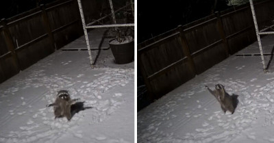 Witness This Adorable Raccoon's Snowy Adventure - Security Camera Footage