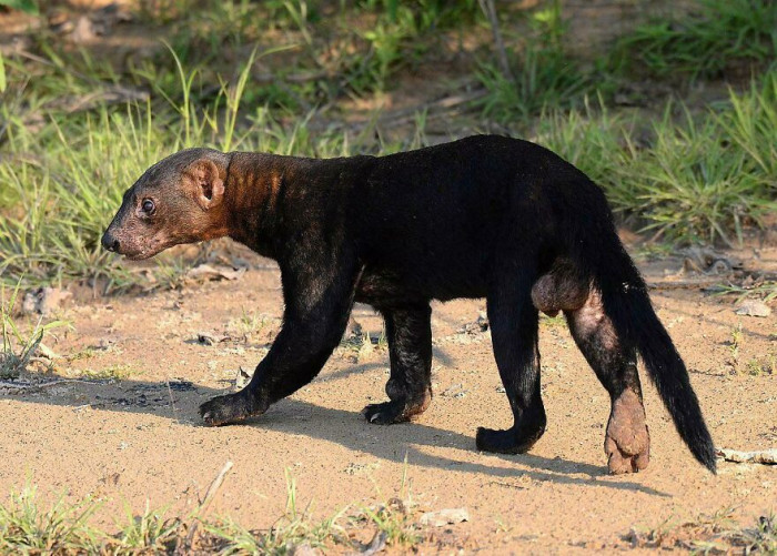 The Tayra (Eira Barbara) Is A Member Of The Weasel Family That Lives In The Americas
