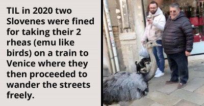 Two Rheas Disturb The Peace In Venice, Cause Authorities To Fine Their Owners And Barr Them From The City.