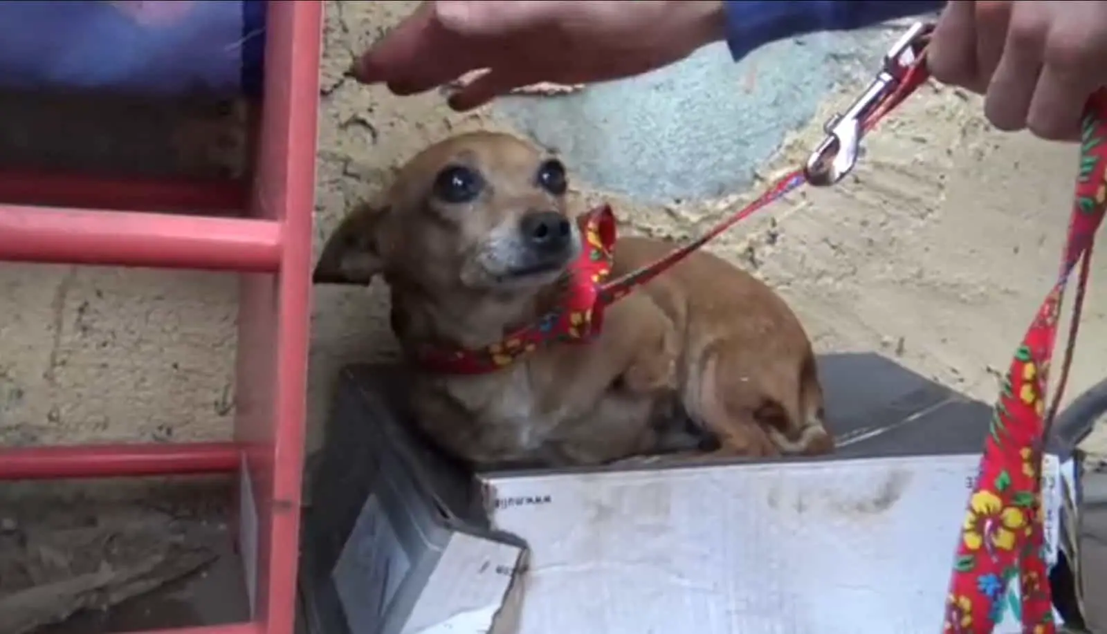 The homeowners eventually noticed her and provided just enough food to keep her alive. This continued for several weeks before they contacted two animal shelters for assistance.