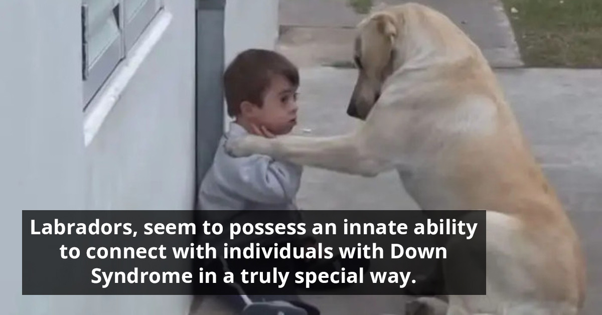 Heartwarming Moment As Dog Approaches Boy With Down Syndrome
