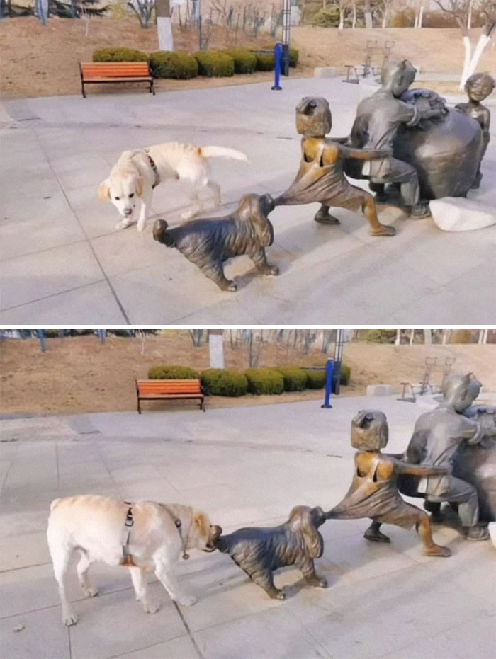 29. What a pure-hearted pup this is