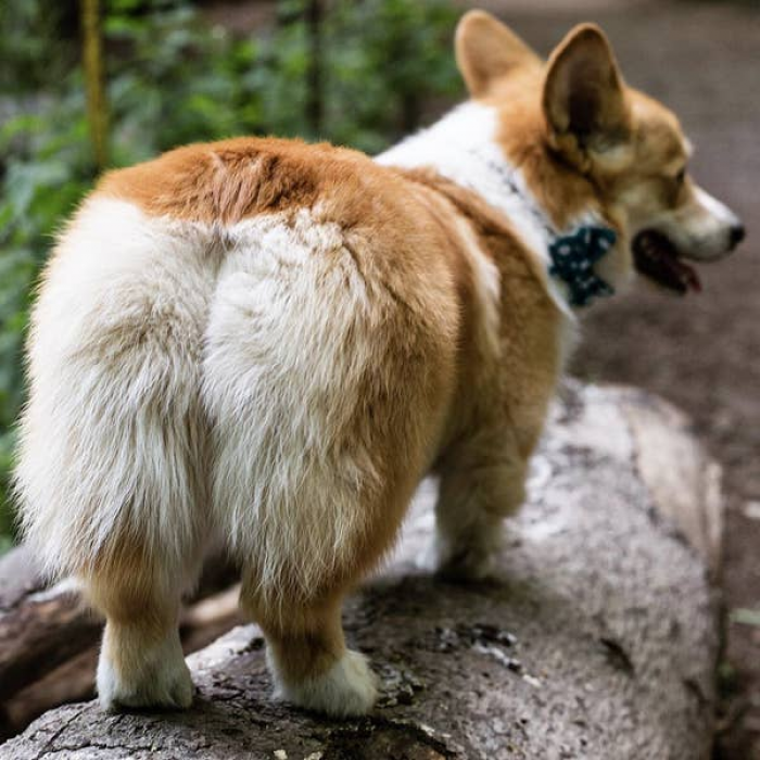 34. Corgis may be short in stature but they can achieve great things. Case in point, climbing this log: