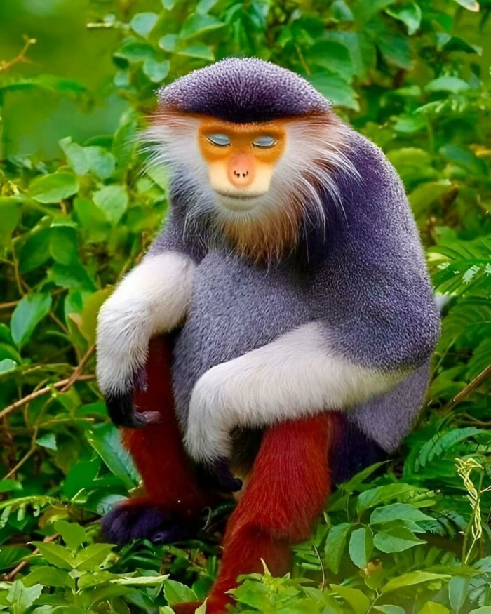 🔥 The Red-Shanked Douc Langur