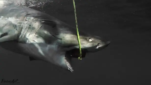 The eerie show is a common defense tactic that protects the shark's eyes during feeding.