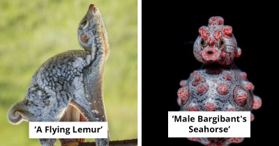 Meet The Bizarre Animals That Look Straight Out Of A Video Game Or Fantasy Movie