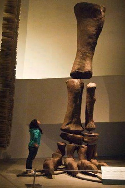 33. Argentinosaurus leg