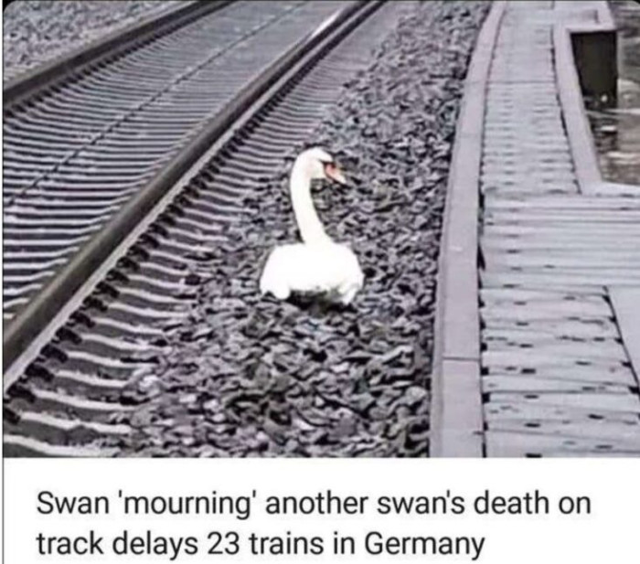 16. When a swan mourns their departed partner