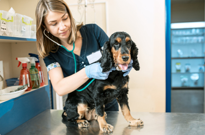 A vet can help determine where the behavior comes from.